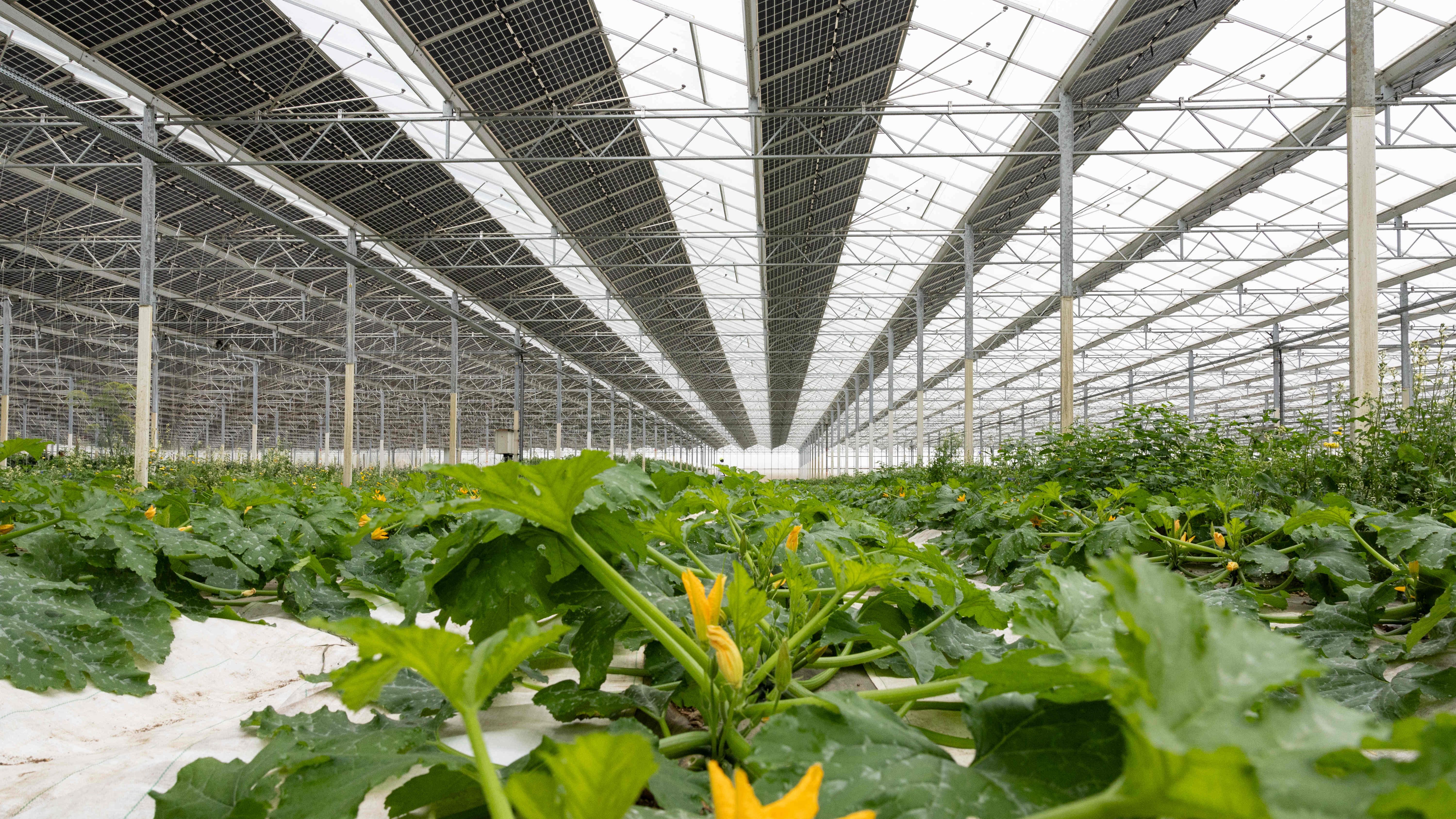 Reden a choisi de miser notamment sur l’agrivoltaïsme, qui représente 30% de ses exploitations actuelles.