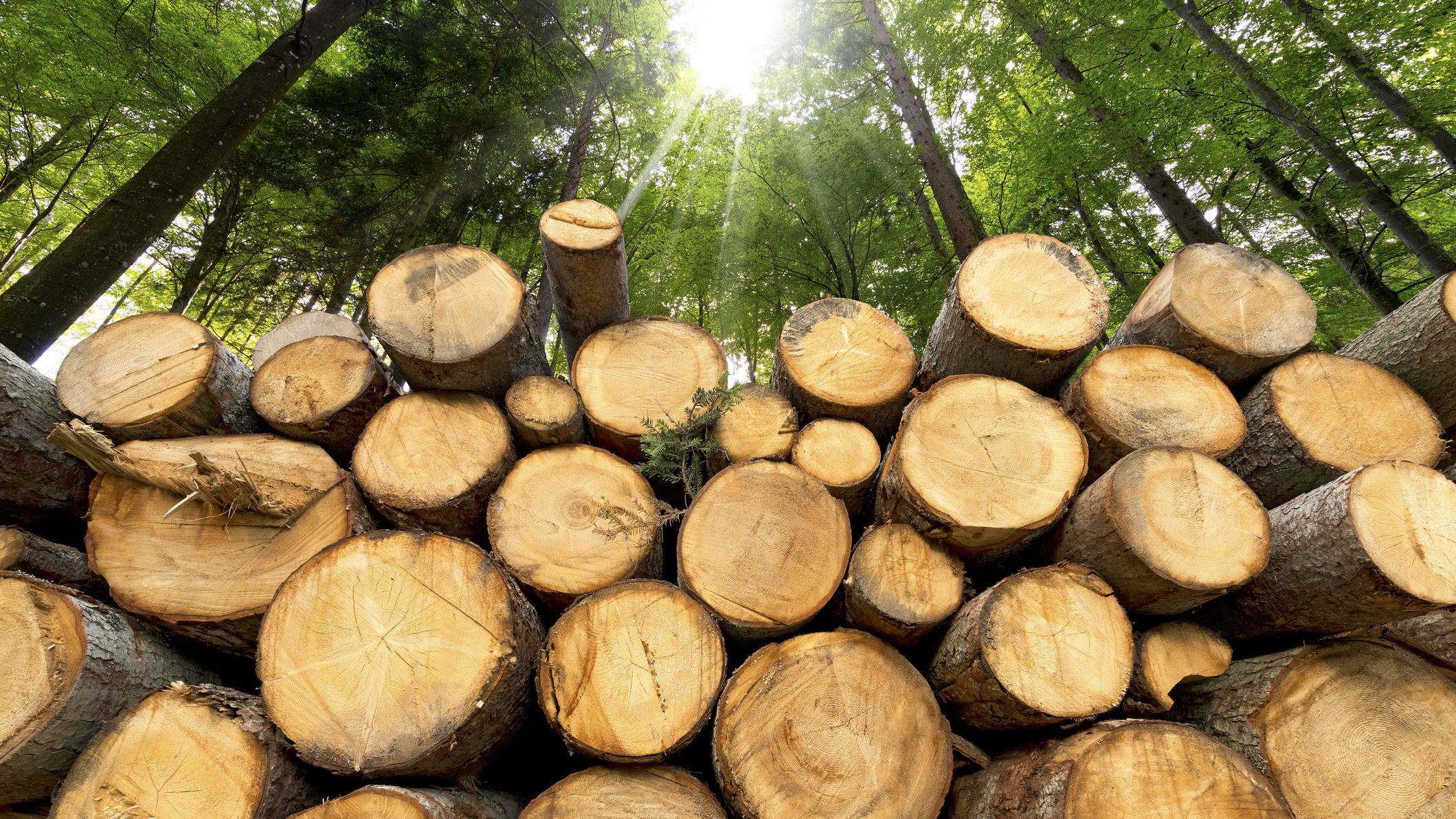 Actuellement, 64% de la récolte de bois opérée par l'ONF (Office national des forêts) pour l'ensemble des usages proviennent "d'une surmortalité des arbres en forêt, liée au dépérissement".
